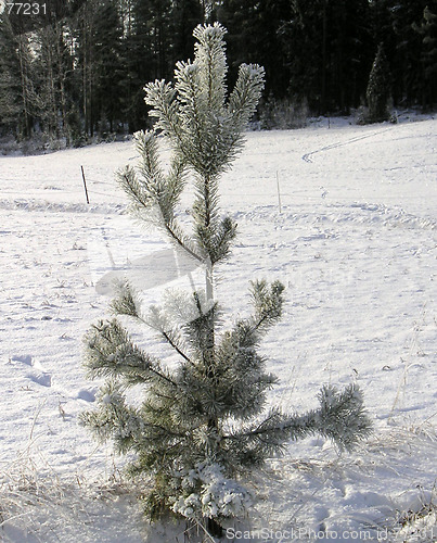 Image of Pine