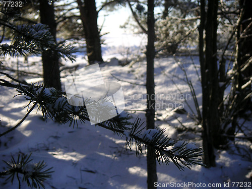 Image of Pine twig