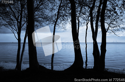 Image of Trees by the sea