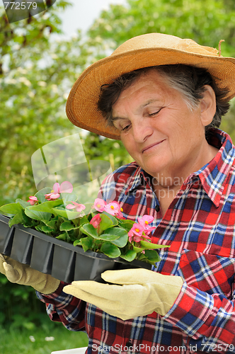 Image of Senior woman - gardening