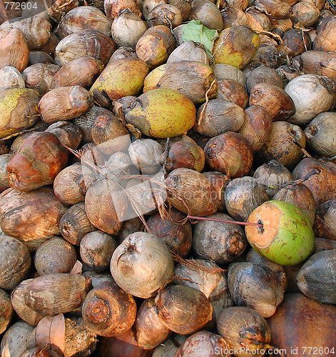 Image of Closeup Coconuts