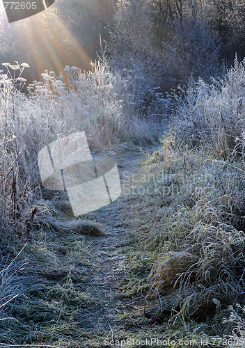 Image of First Frosty Morning