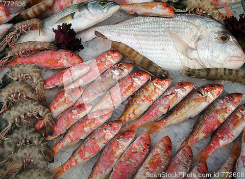 Image of Fish And Shrimps On Ice