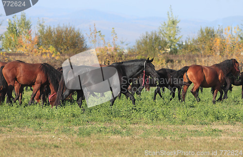 Image of Herd Of Horses