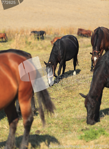 Image of Herd of horse