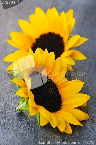 Image of Sunflower blossoms