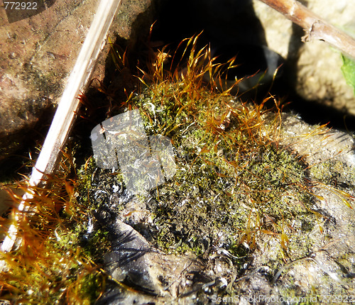 Image of Moss