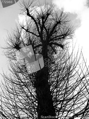 Image of Coppiced Tree