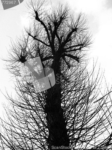 Image of Coppiced Tree