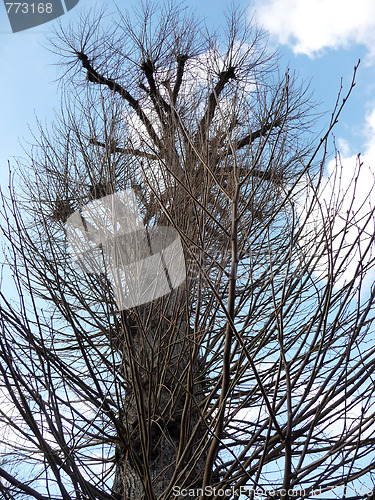 Image of Coppiced Tree