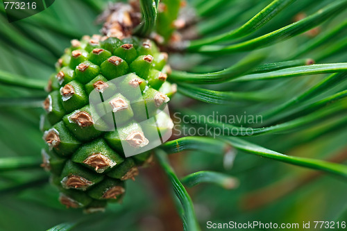 Image of Pinecone