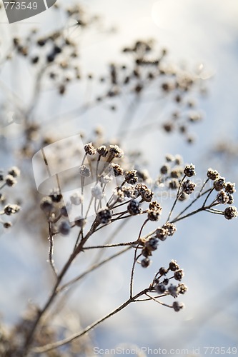 Image of Frozen branch