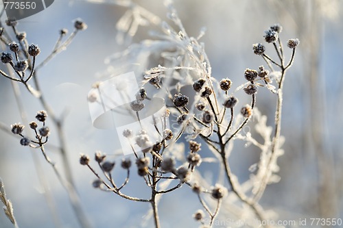 Image of Frozen branch on a cold day