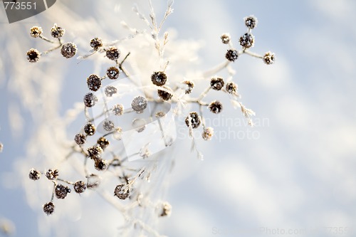 Image of Frozen branch