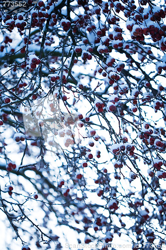Image of Beautiful frosty apple tree