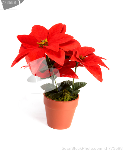 Image of holiday flower
