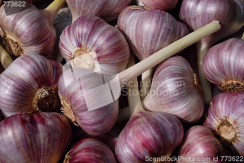 Image of Closeup Garlic Bulbs