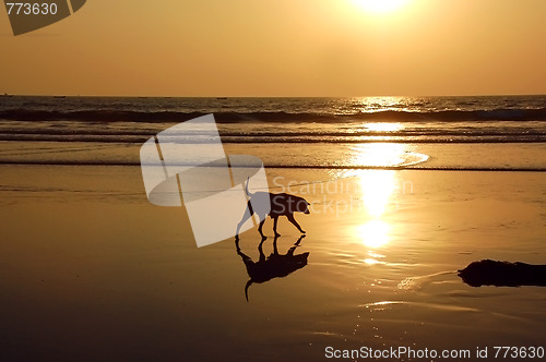 Image of Stray Dog On The Beach