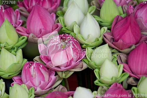 Image of Lotus flowers