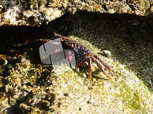 Image of Tropical Crab