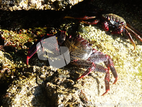 Image of Tropical Crab