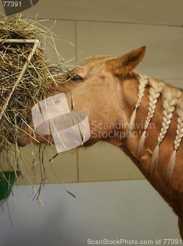 Image of horse eating