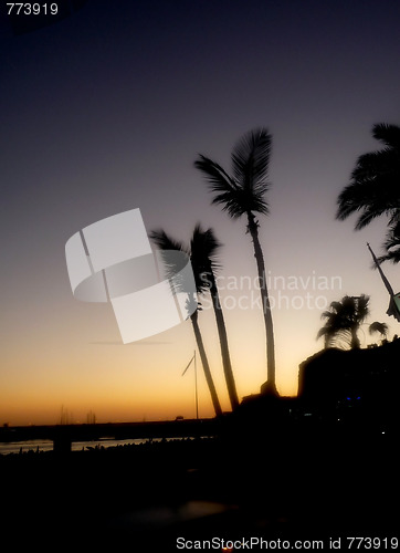 Image of Palm Tree Silhouette