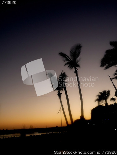 Image of Palm Tree Silhouette