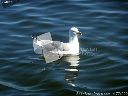 Image of Seagull On Maspalomas Nature Reserve