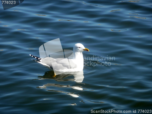 Image of Seagull On Maspalomas Nature Reserve