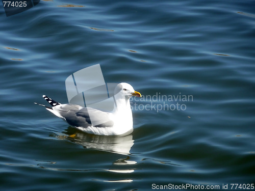 Image of Seagull On Maspalomas Nature Reserve