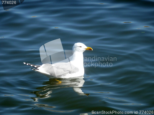 Image of Seagull On Maspalomas Nature Reserve
