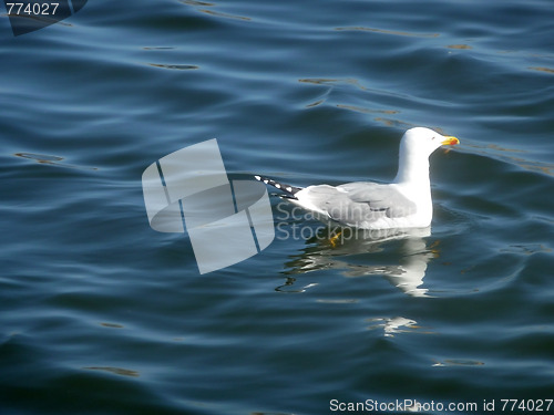 Image of Seagull On Maspalomas Nature Reserve