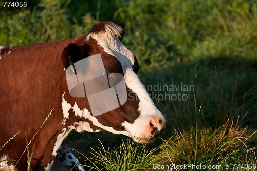 Image of cow in profile