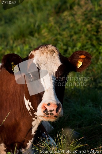 Image of cows head