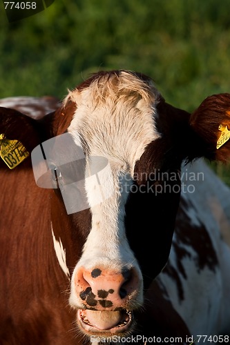 Image of Cows head