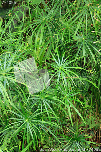 Image of green natural leaf background