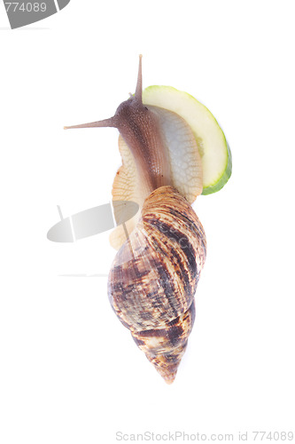 Image of snail