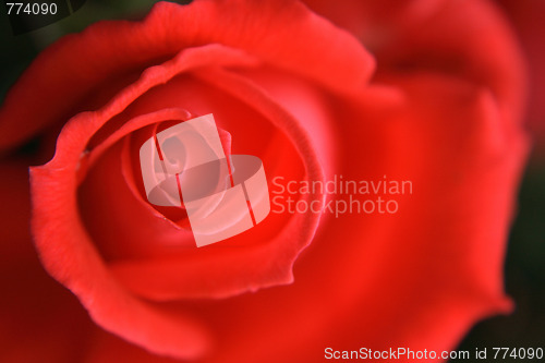 Image of rose background