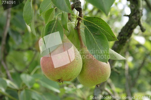 Image of pears