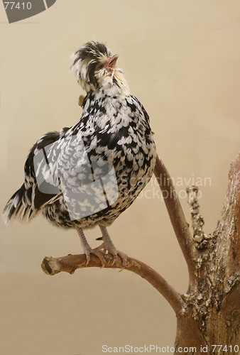 Image of hen