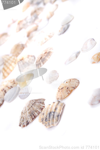 Image of sea shells