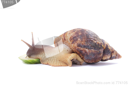 Image of snail