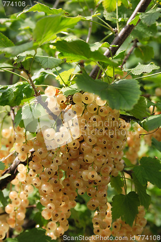 Image of currant