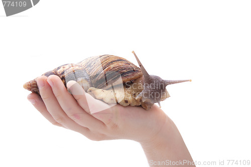 Image of snail in the hand