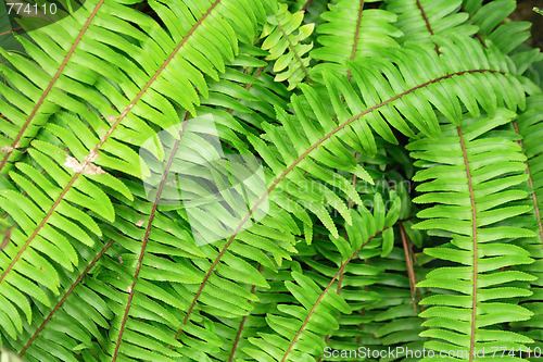 Image of green natural leaf background