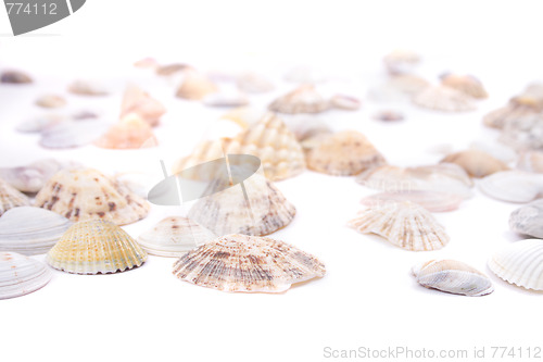 Image of sea shells