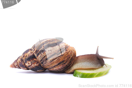 Image of snail