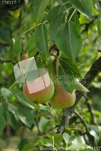 Image of pears