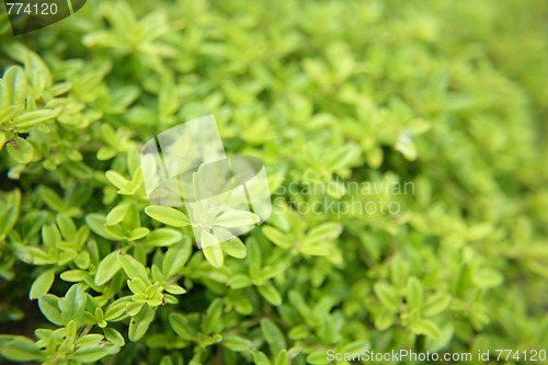 Image of green background